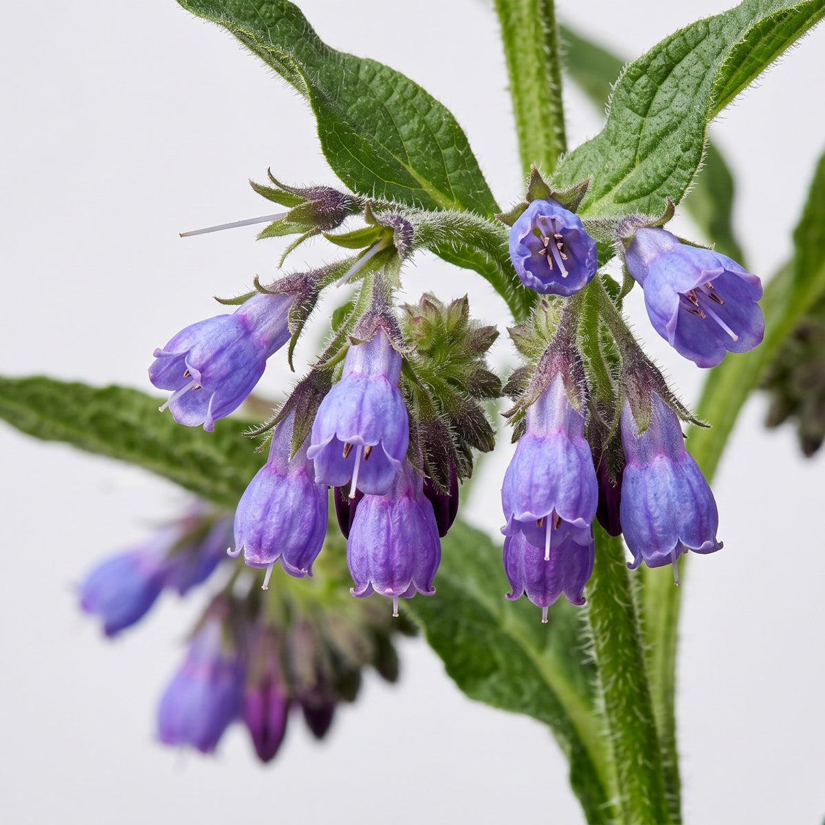 comfrey_web.jpg
