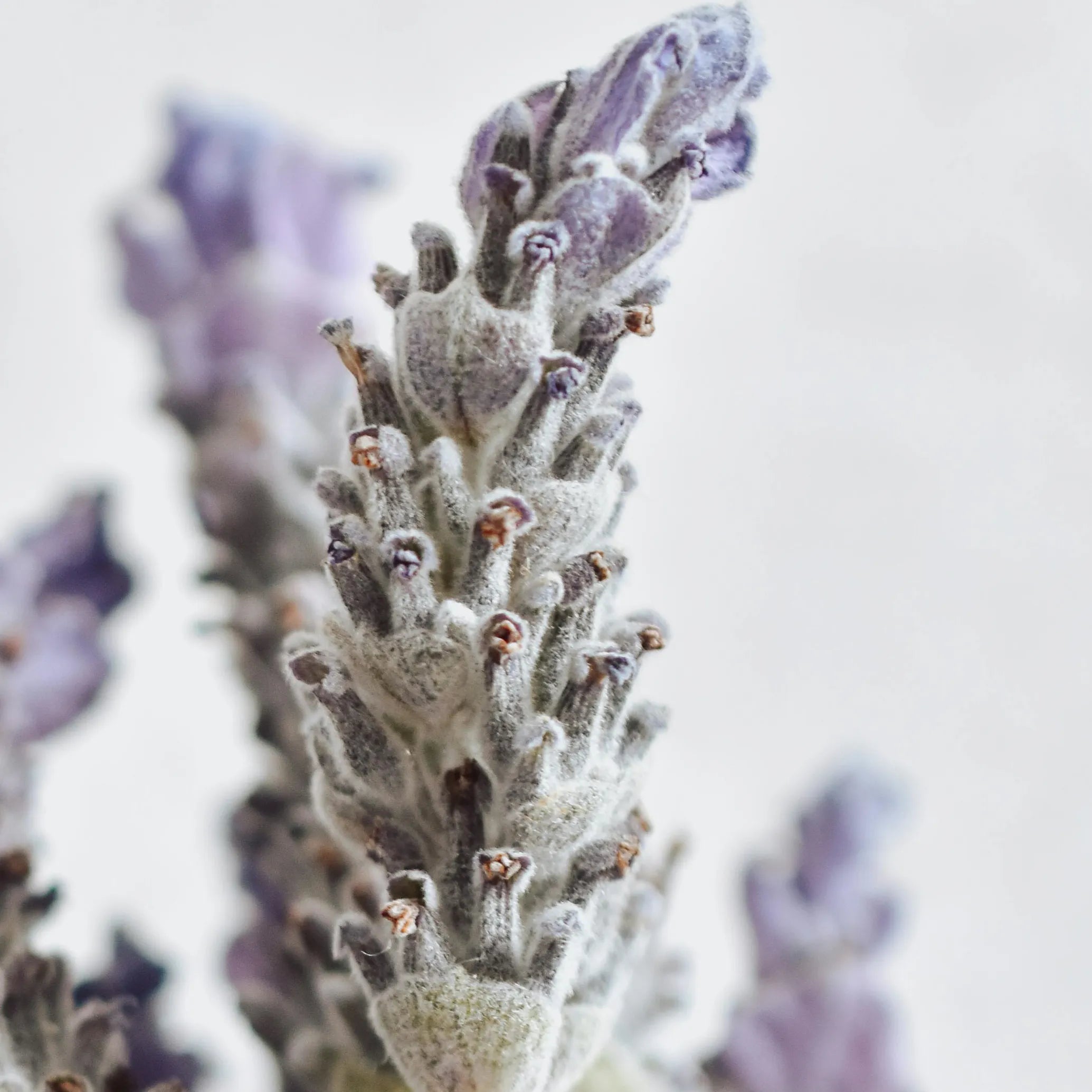 ingredient27.webp