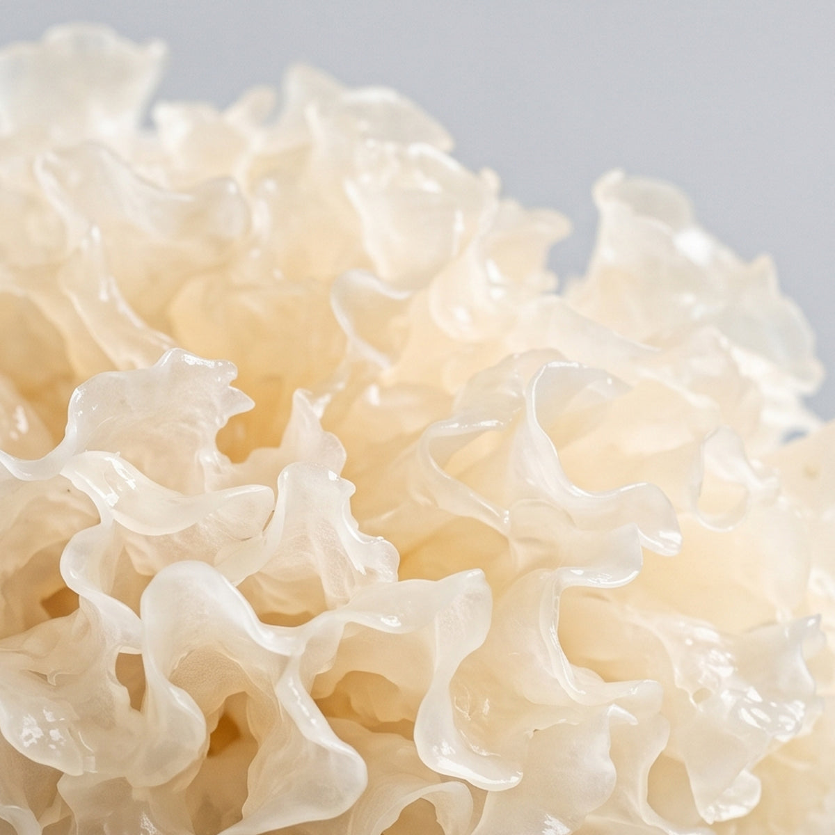 tremella_web.jpg